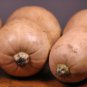 PUMPKIN BUTTERNUT Vegetable Garden Squash Cucurbita moschata 20 AU Seeds