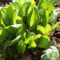 Salad Leaves BABY SPINACH 100 AU Seeds
