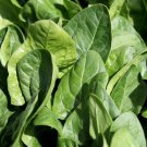 SPINACH 500 AU Seeds Bulk Slow Bolt Baby Leaf