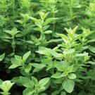 Oregano herb Greek 500 AU seeds