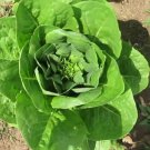 Romaine Lettuce Parris Island Cos Lactuca sativa 400 AU Seeds