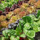 Mixed Salad Leaves LETTUCE 400 AU Seeds GOURMET Vegetable Garden