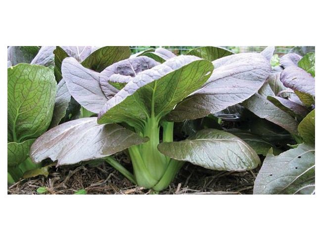 Choi 100 AU Seeds Bok Choy Pak Slow Bolt Red Taipai