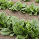 1500 AU Seeds Bulk SPINACH Slow Bolt Baby Salad Leaf Variety