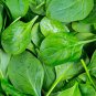 Baby Spinach 50 AU Seeds Slow Bolt Variety Salad Leaf