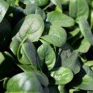 Baby Spinach Salad Greens 250 AU Seeds