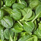 200 AU Seeds SPINACH Slow Bolt Vegetable Baby Salad Leaf Variety