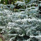 Silver leaved Mountain Gum dollar Eucalyptus pulverulenta 30 AU seeds
