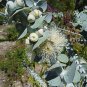 Silver leaved Mountain Gum dollar Eucalyptus pulverulenta 30 AU seeds