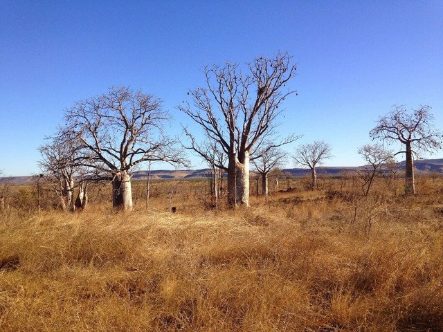 Australian Baobab or Boab Adansonia gregorii 100 AU Seeds