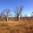 Australian Baobab or Boab Adansonia gregorii 100 AU Seeds