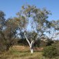 River red gum Eucalyptus camaldulensis Native Tree 20 AU Seeds Bonsai