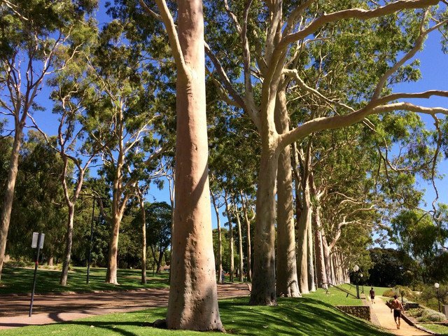 Corymbia citriodora 60 AU Seeds Native Pack