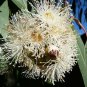 Corymbia citriodora 60 AU Seeds Native Pack
