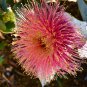 Eucalyptus macrocarpa Australian Bush Rose 60 AU SEEDS Mottlecah