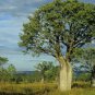 10 AU Seeds Adansonia gregorii Australian Baobab or Boab