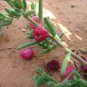 30 AU Seeds Pack Enchylaena tomentosa Ruby Saltbush or Barrier Saltbush
