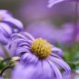 Australian Native Mix Flower 500 AU Seeds Pack