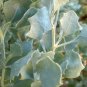 ATRIPLEX nummularia Oldman Saltbush Bush Tucker 1250 AU Seeds