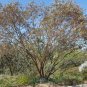 60 AU Seeds Eucalyptus websteriana Heart Leaf or Dainty Mallee