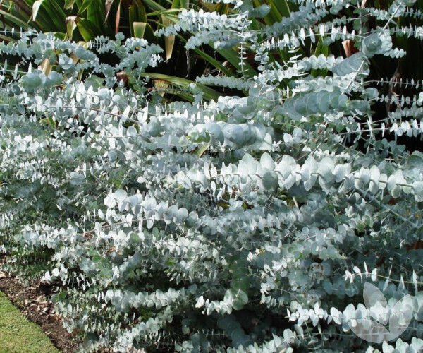 30 AU seeds Silver dollar Eucalyptus pulverulenta leaved Mountain Gum