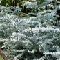 30 AU seeds Silver dollar Eucalyptus pulverulenta leaved Mountain Gum