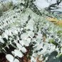 30 AU seeds Silver dollar Eucalyptus pulverulenta leaved Mountain Gum