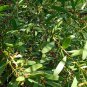 ACACIA acuminata Raspberry Jam Wattle Mangard 20 AU SEEDS PACK Native Wattle