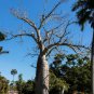 20 AU Seeds Adansonia gregorii Australian Baobab or Boab