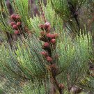 30 AU Seeds Allocasuarina monilifera SheOak Tasmanian Grown Native