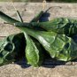 5 AU Seeds Dinosaur Gourd Tassie Organic Heirloom Caveman Club Very Rare