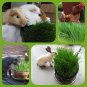 Pet Grass Kit Soil Pellet Easy Grow Rabbit Cat DIY Organic Sprout 25 AU grams