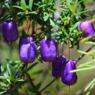 20 AU Seeds Purple Appleberry Billardiera longiflora Edible Native Tas Grown