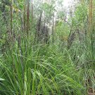 100 AU Seeds Gahnia Grandis Organic Tossock Cutting Grass