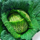 Winter King B Oleracea Savoy Cabbage 70 AU Seeds