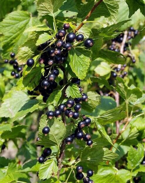 50 AU Seeds Black Currant Tree Ribes nigrum Tasmanian Grown Organically