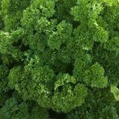Herb Garden Curly Parsley 100 AU Seeds Garnish Salad Tas Organically Grown