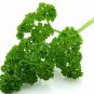 Herb Garden Curly Parsley 100 AU Seeds Garnish Salad Tas Organically Grown