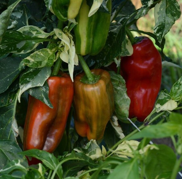 Rare CAPSICUM Candy Cane 5 AU Seeds Hybrid Variegated Sweet Pepper