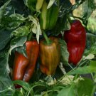 Rare CAPSICUM Candy Cane 5 AU Seeds Hybrid Variegated Sweet Pepper