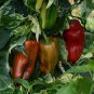 Rare CAPSICUM Candy Cane 5 AU Seeds Hybrid Variegated Sweet Pepper