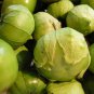 10 AU Seeds TOMATILLO VERDE PUEBLA Green Salsa Summer HEIRLOOM Organic