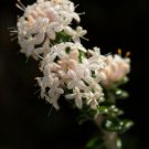 Pimelia Nivea bushmans bootlace Tas Native Rare 10 AU Seeds