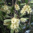 100 AU Seeds Broad Leafed Paper Bark Punk Tree Melaleuca Quinquenervia