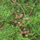 Bonsai Tree Mexican Cypress cedar Of Goa 70 AU Seeds Cupressus Lusitanica