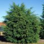 Bonsai Tree Mexican Cypress cedar Of Goa 70 AU Seeds Cupressus Lusitanica