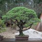 100 AU Seeds Monterey Cypress Cupressus Macrocarpa conifer