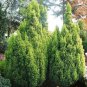 70 AU Seeds False Cypress Hinoki Bonsai