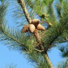 Pinus Radiata 10 AU Seeds Christmas or Pine Cone Bonsai Tree Evergreen