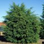 cedar Of Goa Mexican Cypress 70 AU Seeds Cupressus Lusitanica Bonsai Tree